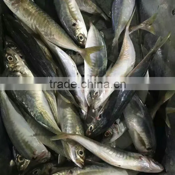 Frozen Horse Mackerel Hot Sale Fish photo-2