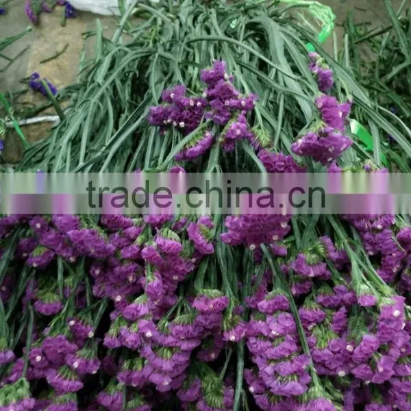 Fresh Cut Statice Good Quality Cut Flower Myosotis From Kunming photo-6