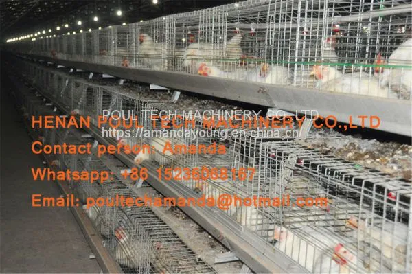 Selling Poultry Farming Equipment Broiler Cage & Broiler Coop & Meat Chicken Cage in Chicken Shed in Russia photo-2