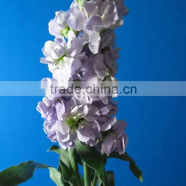 Cheap Best-Selling Light Purple Violets photo-3