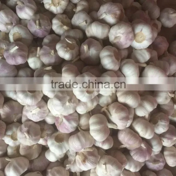 Garlic photo-5