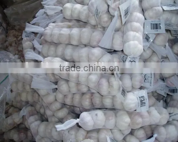 Fresh White Garlic photo-3