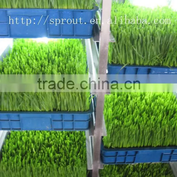 Hot Selling Automatic Barley Sprouting Machine China photo-6