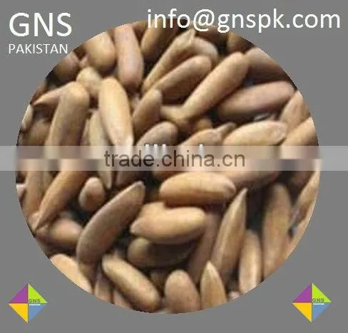 Pine Nut Pakistan Origin