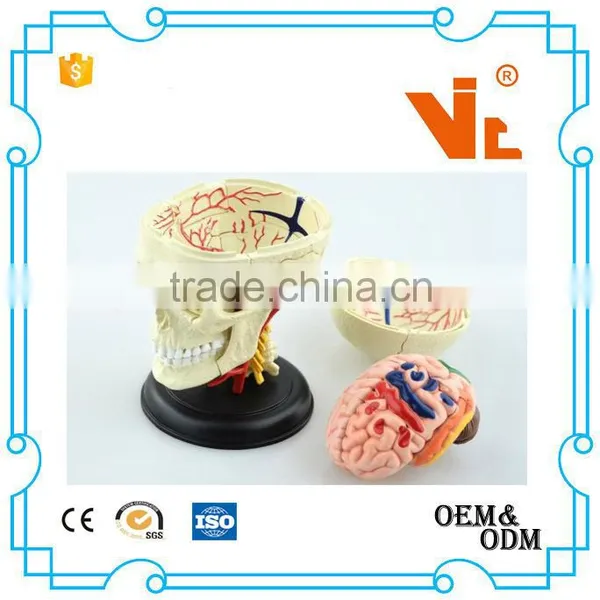V-HM06 4D MASTER Brain Skull Brain Model photo-5
