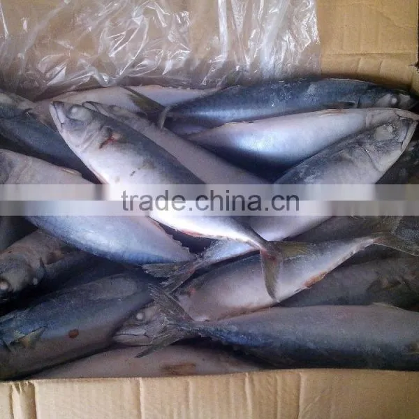 Frozen Pacific Mackerel