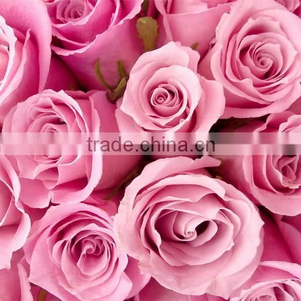 Fresh Cut Rose Flower photo-6