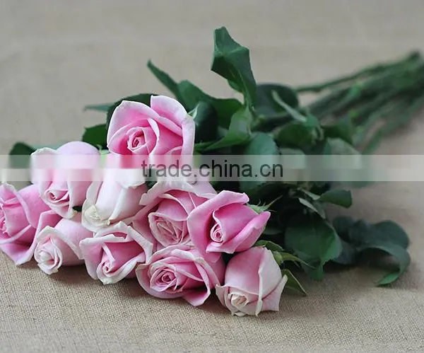 Supply Various Colors Fresh Cut Flowers Light up Rose From Plants Base photo-2
