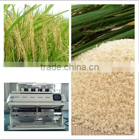 Camera CDD Black ,Brown Rice Color Sorter photo-6