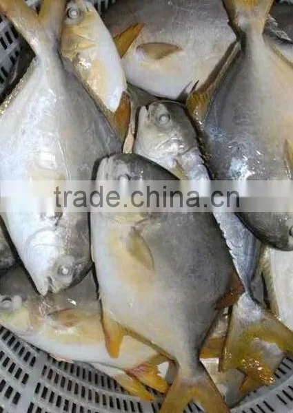 High Quality Frozen Golden Pomfret Fish photo-4