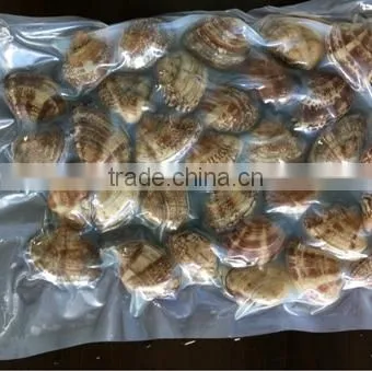 2016 New Season Frozen Vacuum Packed Short Necked Clam photo-2