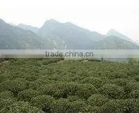 High Mountain Green Tea photo-2