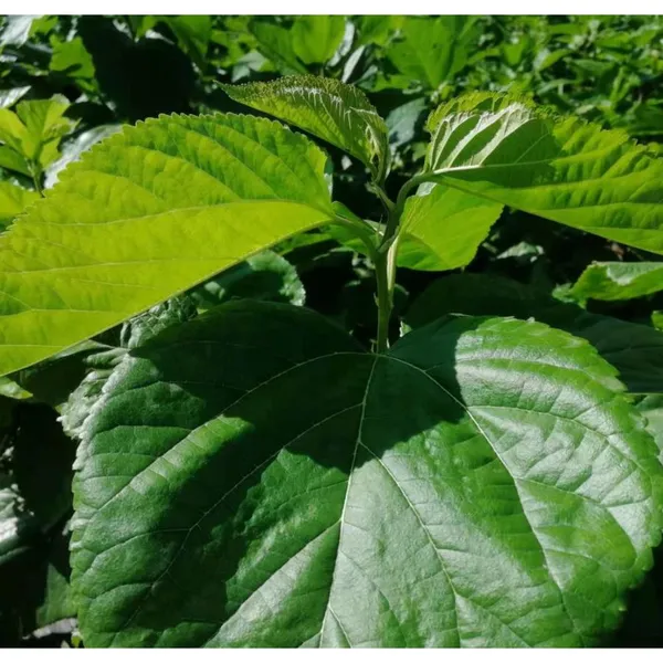 Mulberry Tree Seedling Guangxi Gui Sang You 12 Mulberry Seeds for Sericulture photo-4