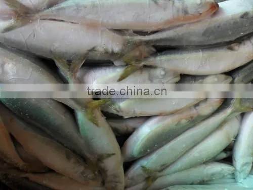High Quality WR Frozen Pacific Mackerel Fish 160-200g photo-6