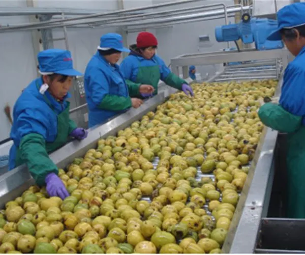 Citrus and Similar Fruits Concentrated Juice Processing Line photo-2