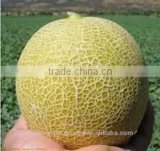Melon