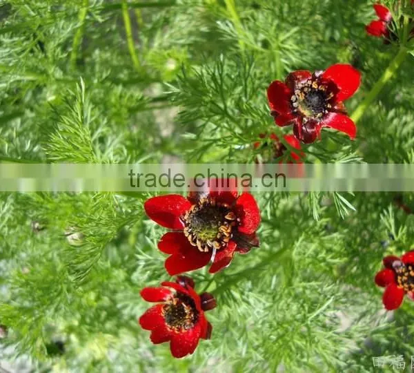 Summer Adonis , Adonis,flower Seed photo-4