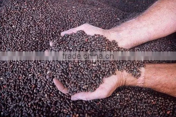 Cumin Oil/Black Cumin Oil/ Cumin Seed Oil/ Cumin Carrier Oil