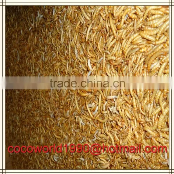 Dried Mealworms Good for Birds/dried Mealworms Good for Birds/dried Mealworms photo-2