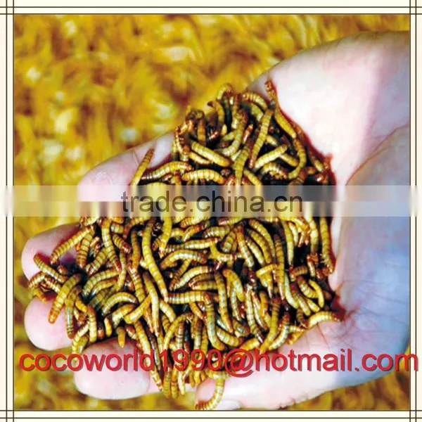 Super Meal Worms/gut Loading Mealworms/how to Keep Mealworms photo-4