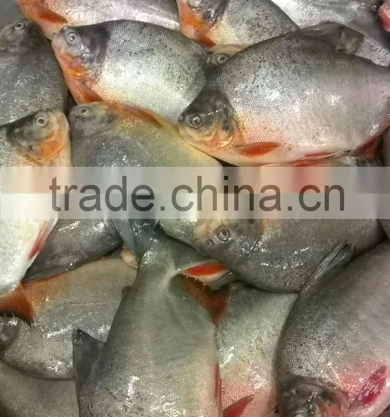 FROZEN BLACK POMFRET WHOLE ROUND