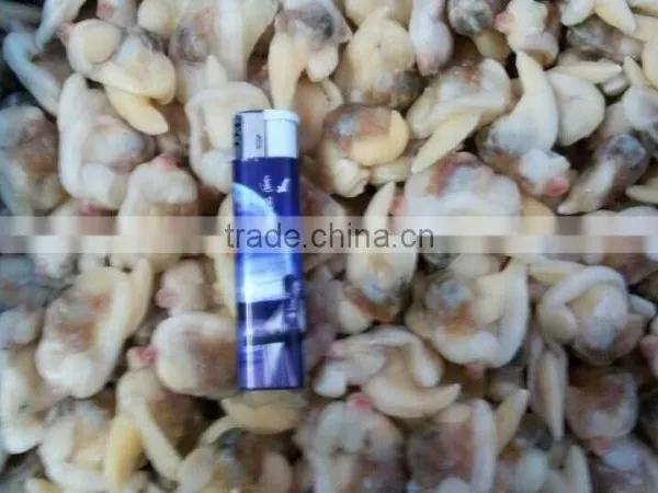 Frozen Boiled Surf Clam Meat With Stomach Removed photo-6