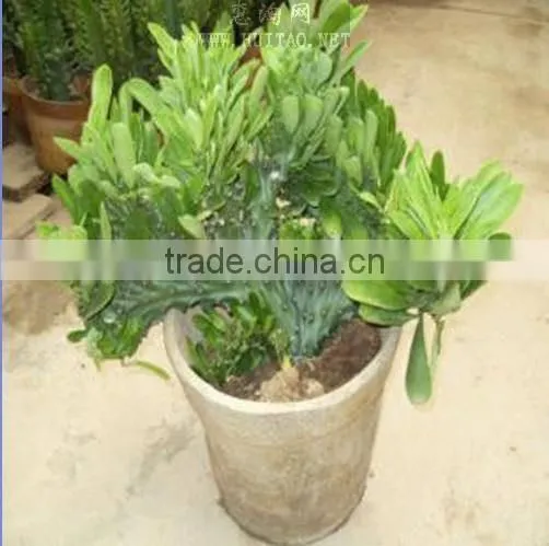 Euphorbia Neriifolia L. Var. Cristata Bonsai, Pot Plant, Succulent Plant photo-4