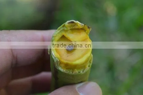 Cassia Fistula photo-6