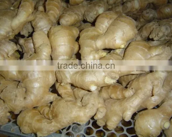 Good Qualtity Chinese Fresh Gingers photo-2