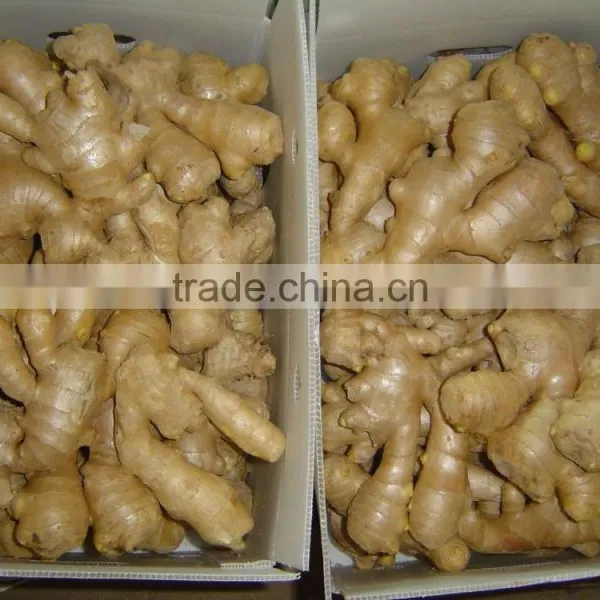 Fresh Ginger photo-5