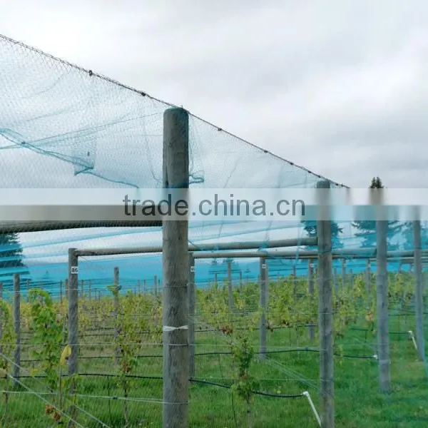 PE Nets Anti Bird Netting(Extruded) photo-2