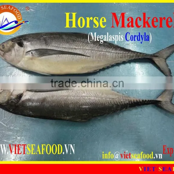 FROZEN W/R HORSE MACKEREL photo-3