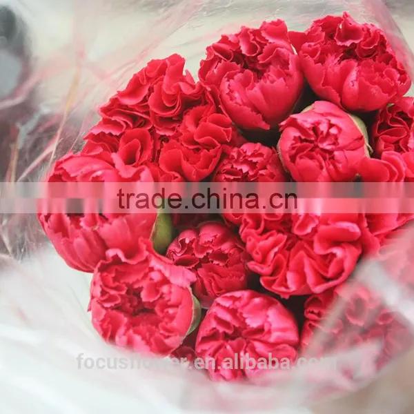 Fresh Cut Flowers Carnation Cut Flower Prices Garden Flowers Yunnan