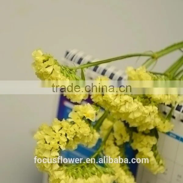 Multi Colored Cut Fresh Flowers Statice Yellow From YUNNAN photo-3