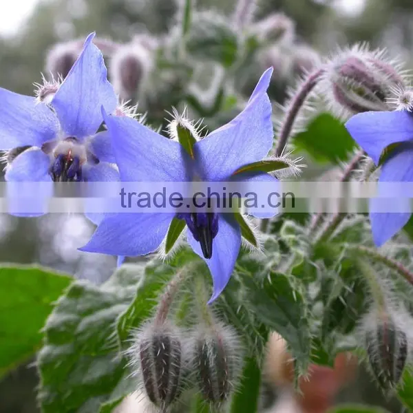 Reasonable Suppliers From China Offer Borage Oil at Low Price photo-4