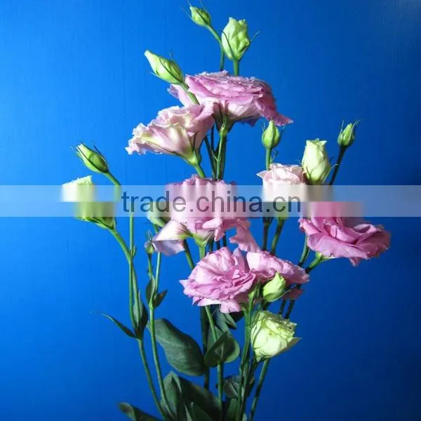 Exquisite Hot-sale Wholesale Lisianthus Flowers photo-2
