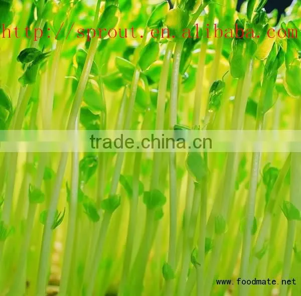 Hydropoics Fodder/ Seedling Planting Machine/oat Sprout Machine/germinated Wheat Sprout Machine photo-4