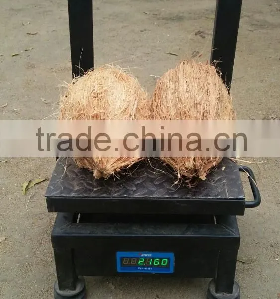 Husked and Semi Husked Coconut Exporter From India photo-4