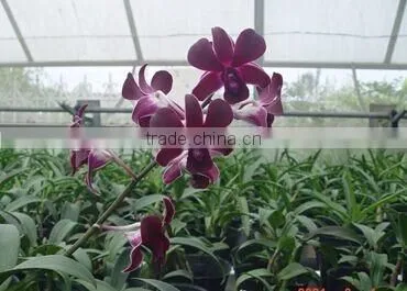 Dendrobium Hybrid Orchid Blooming Orchids