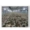 Automatic Poultry Farming Equipment