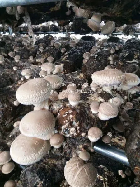 Factory Price Premium Shiitake Mushroom Spawn Cultivated for Fresh Shiitake Mushroom