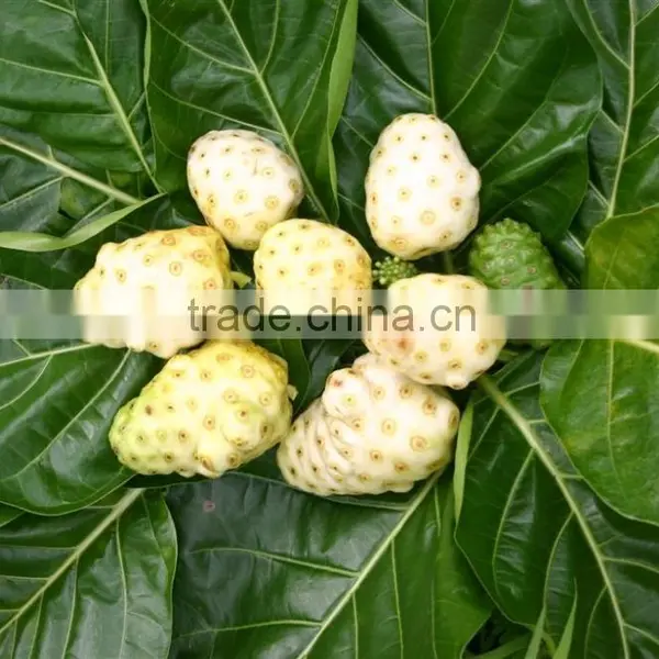 High Quality Organic Noni Powder At Your Door Step photo-2