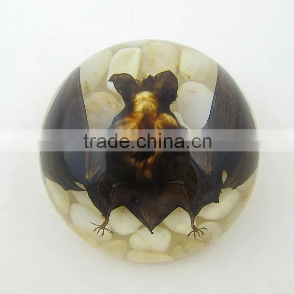 2016New Design Wholesale Paperweight With Real Insect photo-4