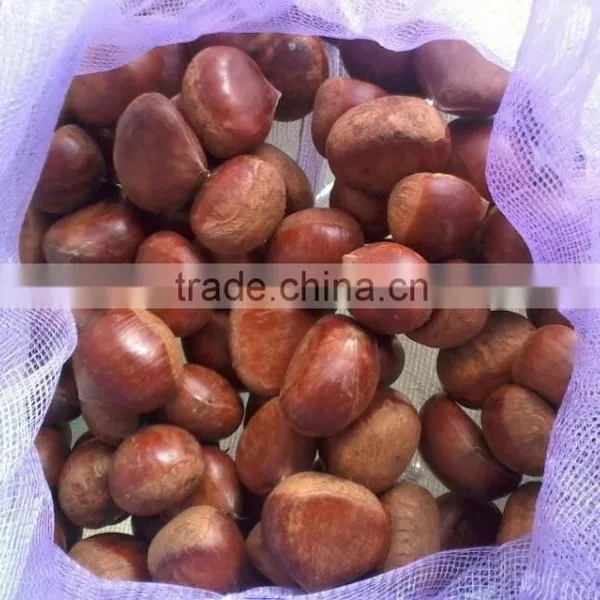 40-50 Chestnuts 5kg Gunny Bag Fresh Chestnuts for Jordan