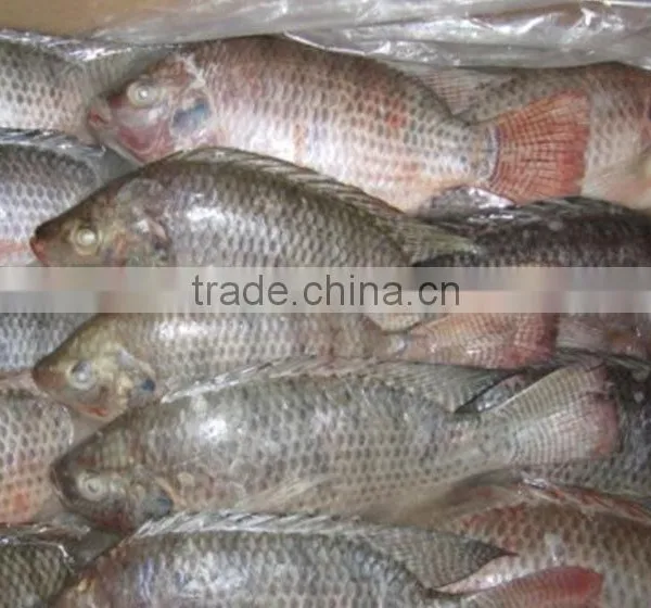 Frozen Tilapia Fillet Wholesale Price