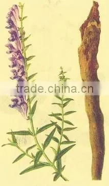 GMP Natural High Quality Cycloastragenol 98%/Astragalus Membranaceus Extract photo-3