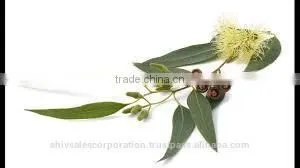 Pure Eucalyptus Oil for Wholesale photo-4