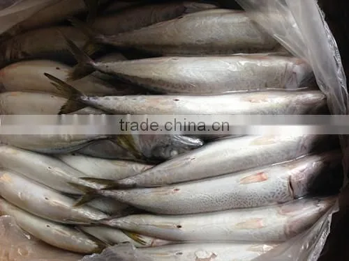 Frozen Pacific Mackerel photo-4