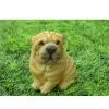 2011 Polyresin Decorative Dog Figurine, Resin Dog