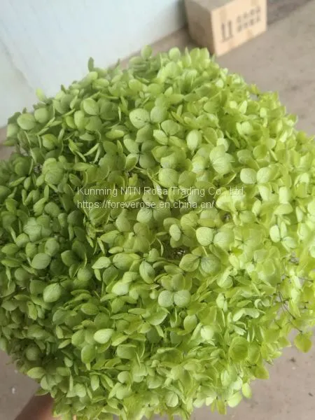 Best Selling Preserved Real Hydrangea Flower for Cottage Craft